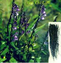 Bán Chi Liên